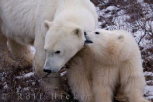 Polar Bears